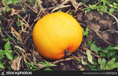 Pumpkins in a patch
