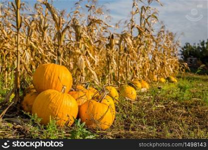 Pumpkins in the garden, against the background of other plants. Autumn, harvest, harvesting.. Pumpkins in the garden, against the background of other plants.