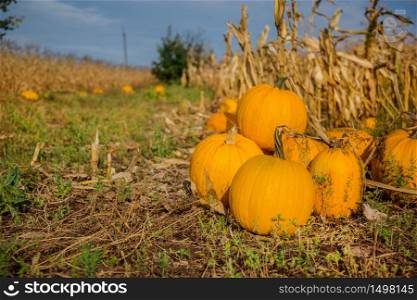 Pumpkins in the garden, against the background of other plants. Autumn, harvest, harvesting.. Pumpkins in the garden, against the background of other plants.