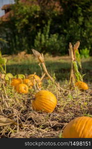 Pumpkins in the garden, against the background of other plants. Autumn, harvest, harvesting.. Pumpkins in the garden, against the background of other plants.