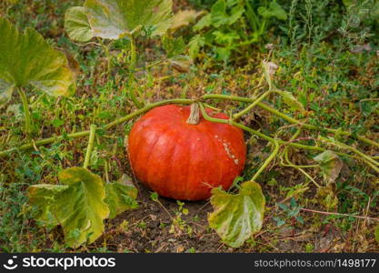 Pumpkins in the garden, against the background of other plants. Autumn, harvest, harvesting.. Pumpkins in the garden, against the background of other plants.