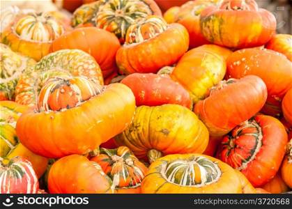 pumpkins on a pumpkin patch