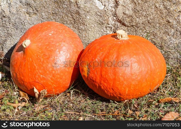 Pumpkins on grass after harvesting during autumn