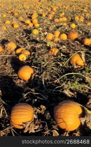 Pumpkins on vine in pumpkin patch