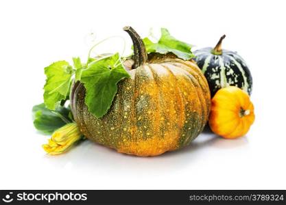 pumpkins over white background