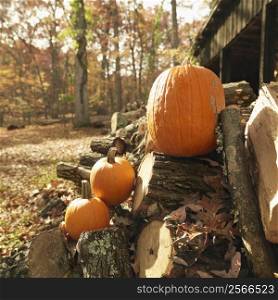 Pumpkins setting on stack of firewood in rural setting.