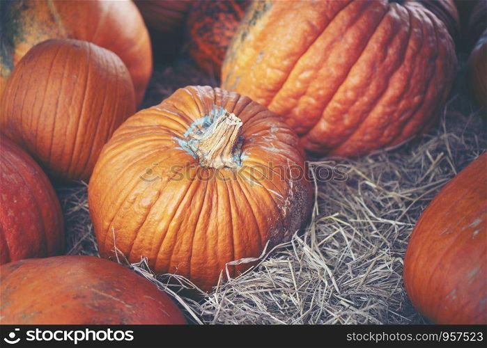 Pumpkins that are cultivated in modern houses Industrial agriculture system