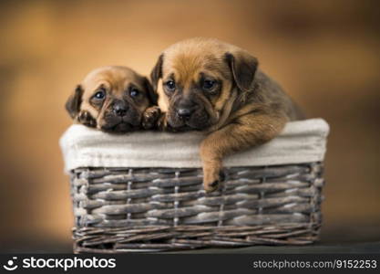 Pupπes in a wicker basket