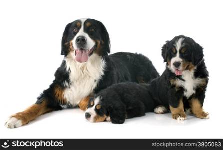 pupies and adult bernese mountain dog in front of white background