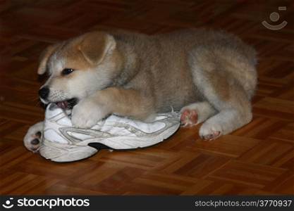 Puppie of Japanese dog Akita Inu playing with old sneaker, Belgrade,Serbia