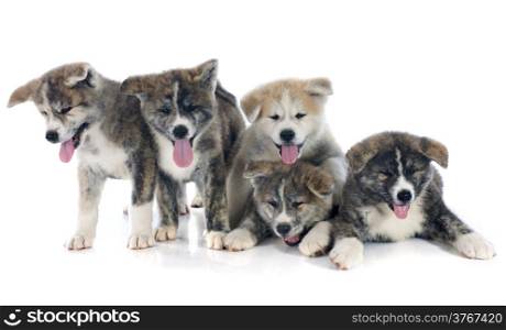 puppies akita inu in front of white background