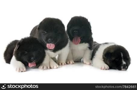 puppies american akita in front of white background