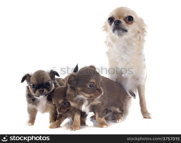 puppies and adult chihuahua in front of white background