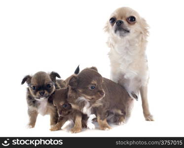 puppies and adult chihuahua in front of white background