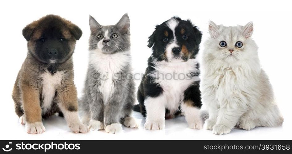 puppies and kitten in front of white background