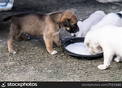 Puppies are eating breast milk in black dish