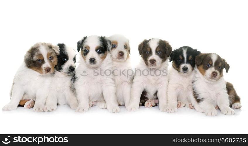 puppies australian shepherd in front of white background