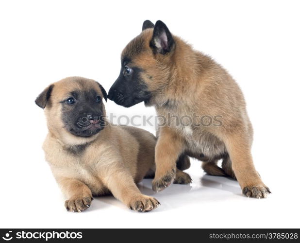 puppies belgian sheepdog malinois on a white background