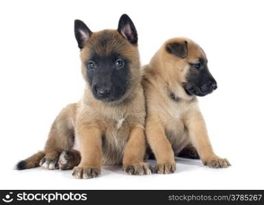 puppies belgian sheepdog malinois on a white background