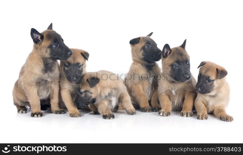 puppies belgian sheepdog malinois on a white background