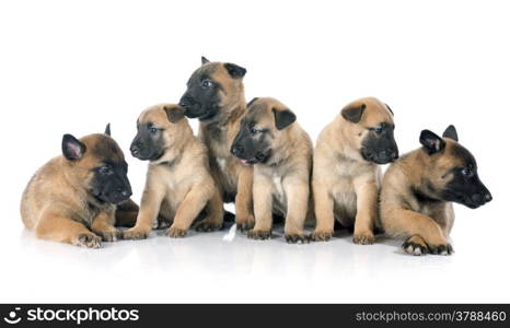 puppies belgian sheepdog malinois on a white background