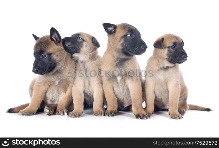 puppies belgian sheepdog malinois on a white background