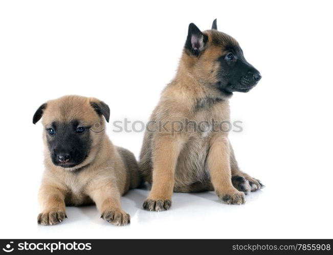 puppies belgian sheepdog malinois on a white background