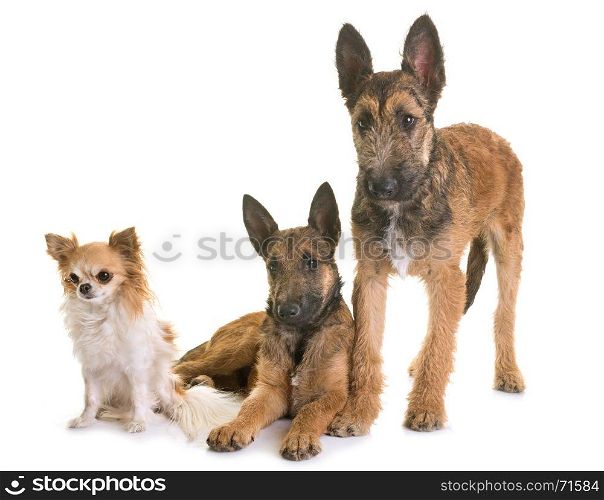 puppies belgian shepherd laekenois and chihuahua in front of white background