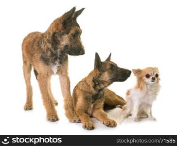 puppies belgian shepherd laekenois and chihuahua in front of white background