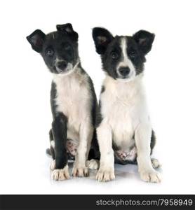 puppies border collier in front of white background