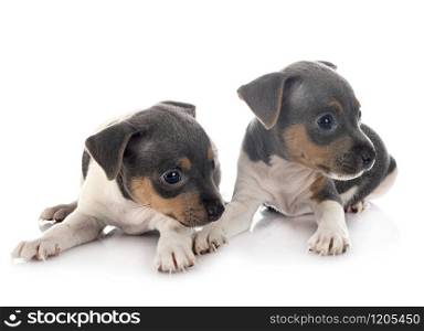 puppies brazilian terrier in front of white background