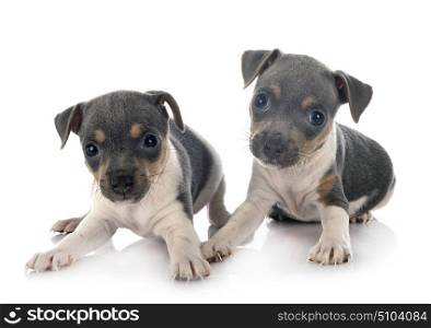 puppies brazilian terrier in front of white background