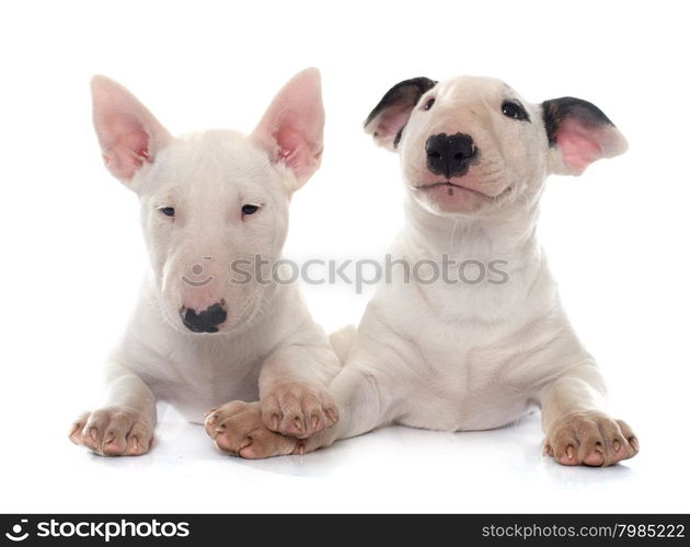 puppies bull terrier in front of white background