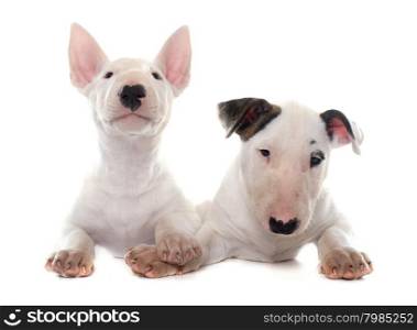 puppies bull terrier in front of white background