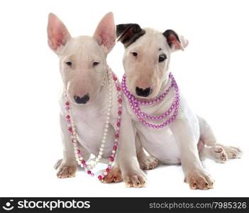 puppies bull terrier in front of white background