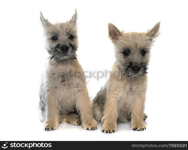 puppies cairn terrier in front of white background