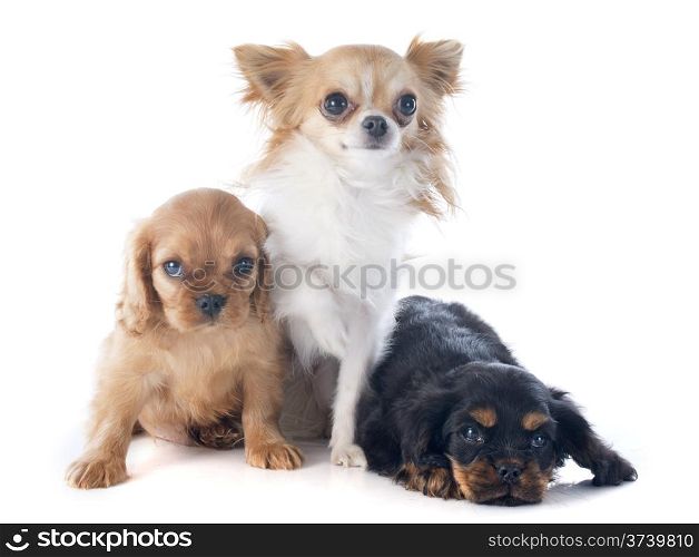 puppies cavalier king charles and chihuahua in front of white background