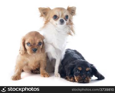 puppies cavalier king charles and chihuahua in front of white background