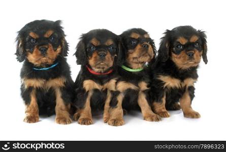 puppies cavalier king charles in front of white background