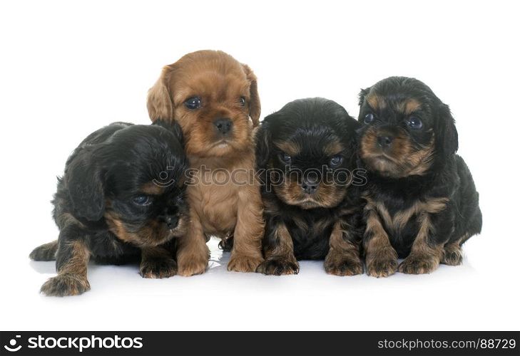 puppies cavalier king charles in front of white background
