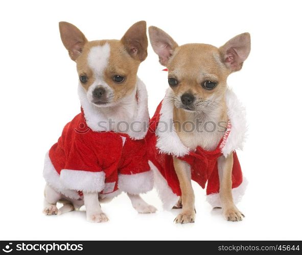 puppies chihuahua and christmas in front of white background