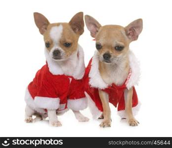puppies chihuahua and christmas in front of white background