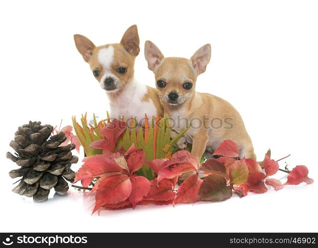 puppies chihuahua in autumn in front of white background