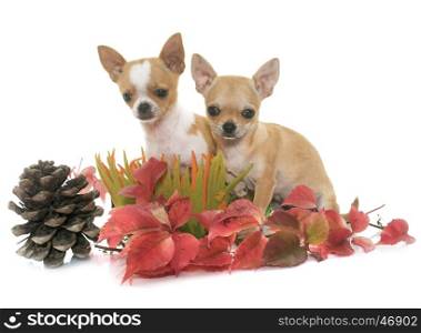 puppies chihuahua in autumn in front of white background