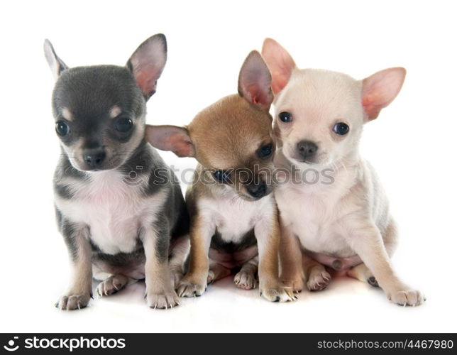 puppies chihuahua in front of white background