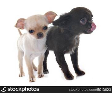 puppies chihuahua in front of white background