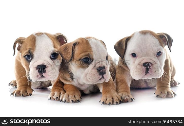 puppies english bulldog in front of white background
