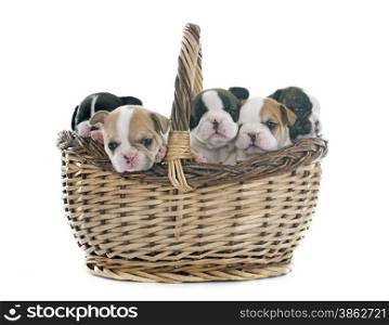 puppies french bulldog in basket in front of white background