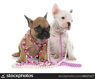 puppies french bulldog in front of white background