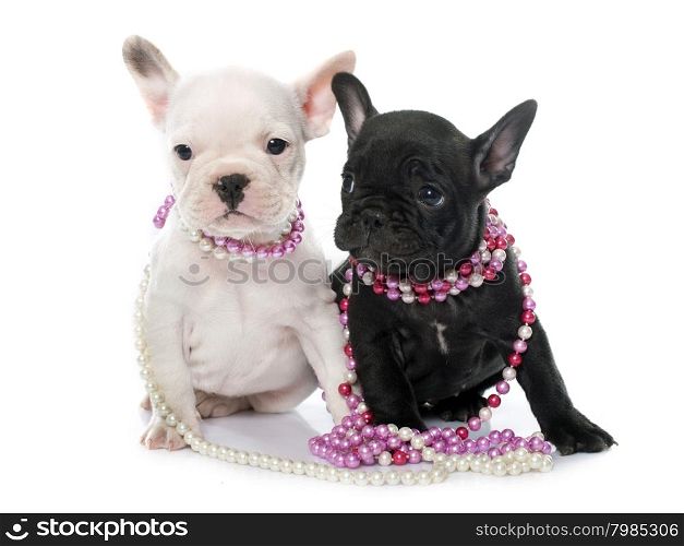 puppies french bulldog in front of white background